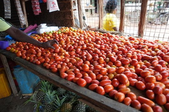 Tomatoes in the Sun, Tanzani